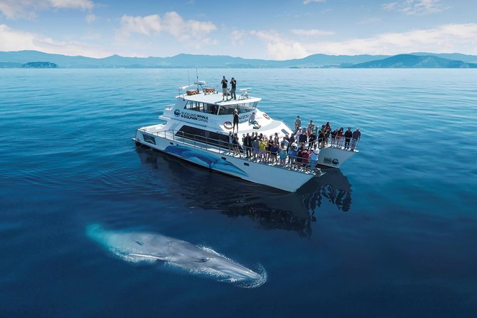 3 Day Bay Of Islands Tour from Auckland including Waitangi and Cape Reinga - Returning to Auckland after the cruise