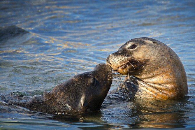 3 Island Wildlife Snorkel - Complimentary photos add useful value