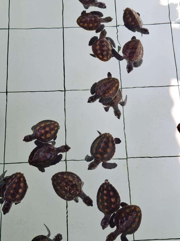 3 islands snorkeling & turtle sanctuary Gopro included - Key points to know before booking