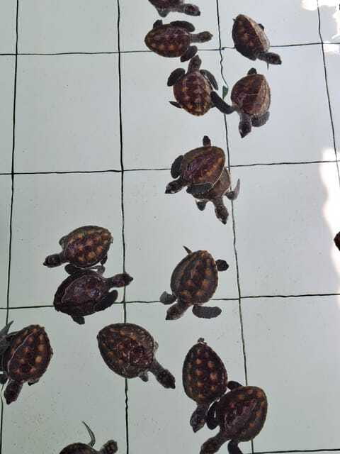 3 islands snorkeling & turtle sanctuary Gopro included - Gili Trawangan and the final snorkel
