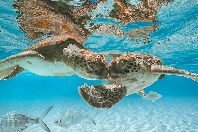 3 Islands Tour, Swim with Pigs, Turtles, Snorkelling & lunch - A busy half-day on the Bahamas water