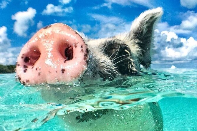 3 Islands Tour, Swim with Pigs, Turtles, Snorkelling & lunch - The crew is a major part of the value