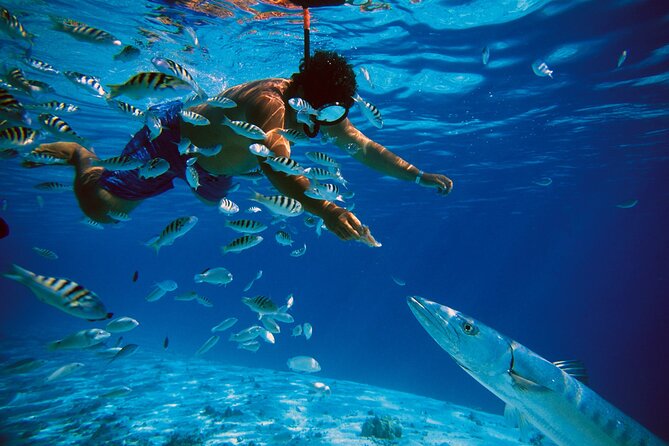 3 Islands Tour, Swim with Pigs, Turtles, Snorkelling & lunch - Timing, weather, and the fine print