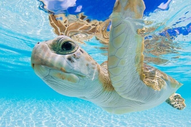 3 Islands Tour, Swim with Pigs, Turtles, Snorkelling & lunch - Atlantis by boat, with a short photo stop