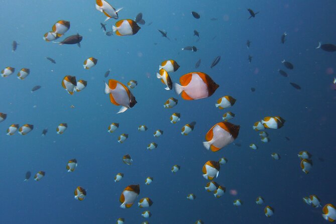3 Semporna Islands Tour with Snorkel or Diving Experience - Guides, safety, and the pace on the water