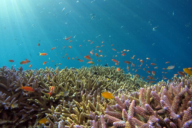 3 Semporna Islands Tour with Snorkel or Diving Experience - What can and cannot be guaranteed