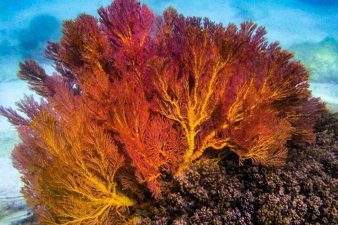 4 Islands Sunset + Plankton, Semi-Private Tour only 12 Guests - Chicken Island waters offer a short snorkeling stop