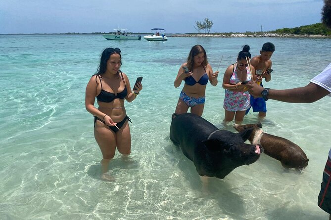 4hr Private Tour Island Hop Snorkel w/ Turtles & Sip Bahama Mamas - The optional pig stop at Athol Island