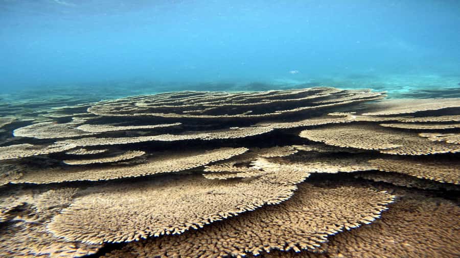 5 Islands Private Speedboat w/ Snorkeling + Lunch & Drinks - A fast start from Trou d’Eau Douce