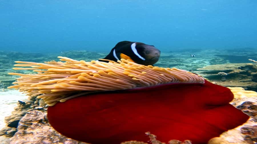 5 Islands Speedboat w/Snorkeling Sea Turtle + Lunch & Drinks - Grand River South East waterfall