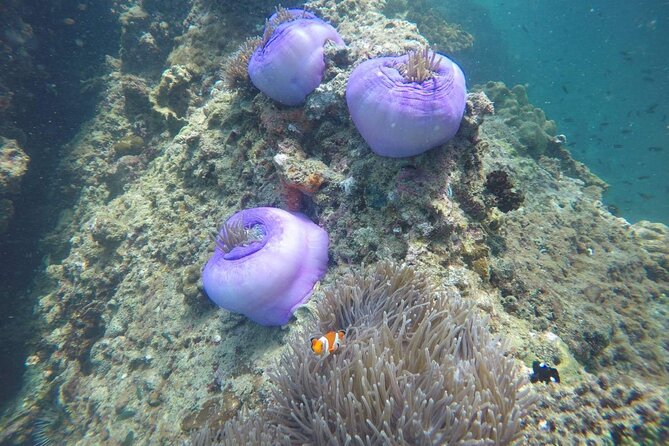7 Islands Sunset Tour with Buffet Dinner & Night Snorkeling - Koh Tan Ming, a small swim before dinner
