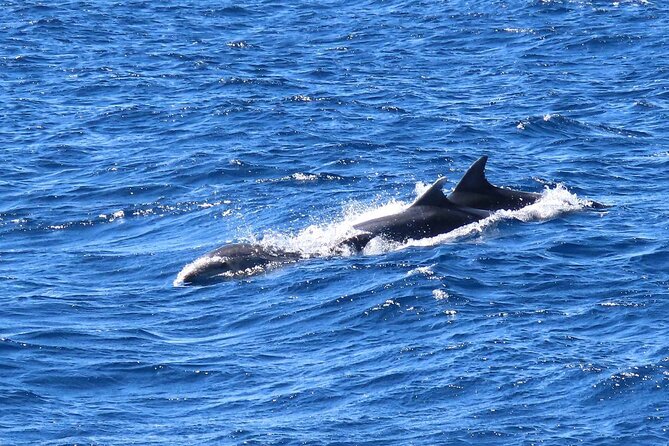 A Day's 3-Island Cruise Tour with Transfer - Price and value at $54.07