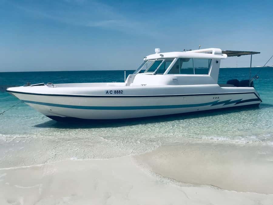 Abu Dhabi: 4-Hour Guided Cruise & Island Hopping - Dolphin Island is mainly about swimming