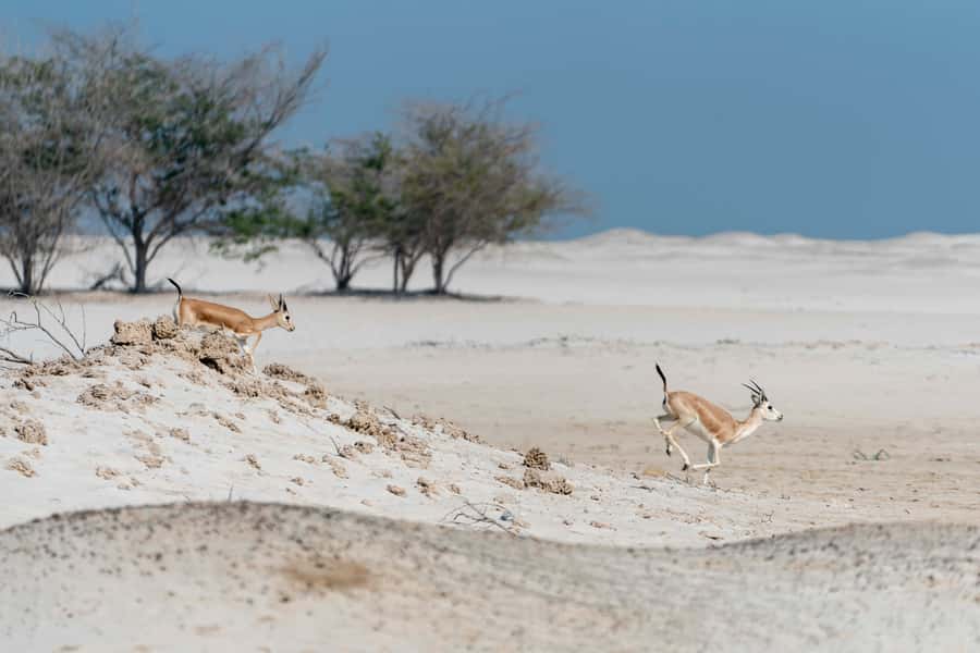 Abu Dhabi: 4-Hour Guided Cruise & Island Hopping - Is $108 good value?