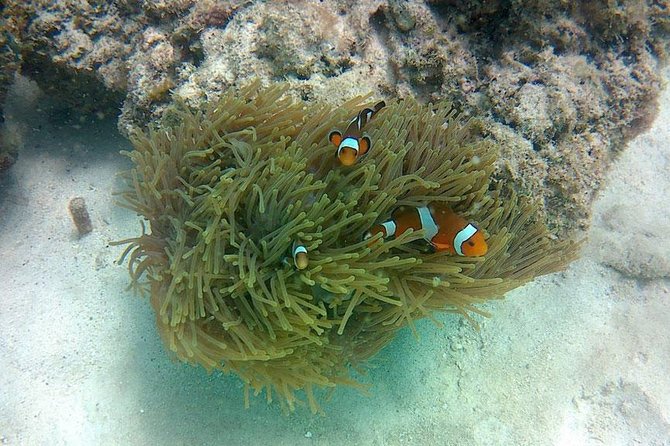 Amazing Krabi 7 Islands One Day Snorkeling Tour By Big Longtail Boat - Tup Island and the sandbank at low tide