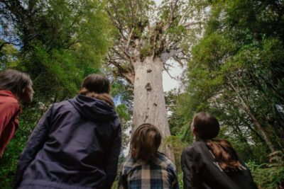 Bay of Islands Tour & Cruise 2Day Small Group Tour