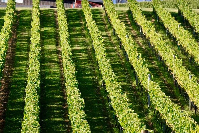 Auckland Region | Island Hopper Package Tour (2 Guests Minimum) - The short flight from Great Barrier to Waiheke