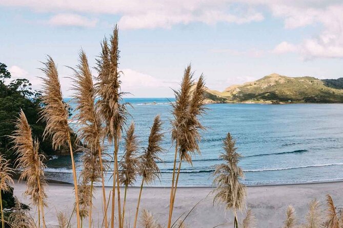 Auckland Region | Island Hopper Package Tour (2 Guests Minimum) - Great Barrier Island: a short look at the natural side