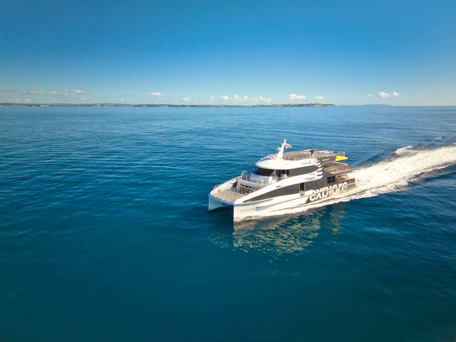 Auckland: Tikapa Moana Whales, Dolphins and Islands Cruise - Looking for whales, dolphins, and seabirds