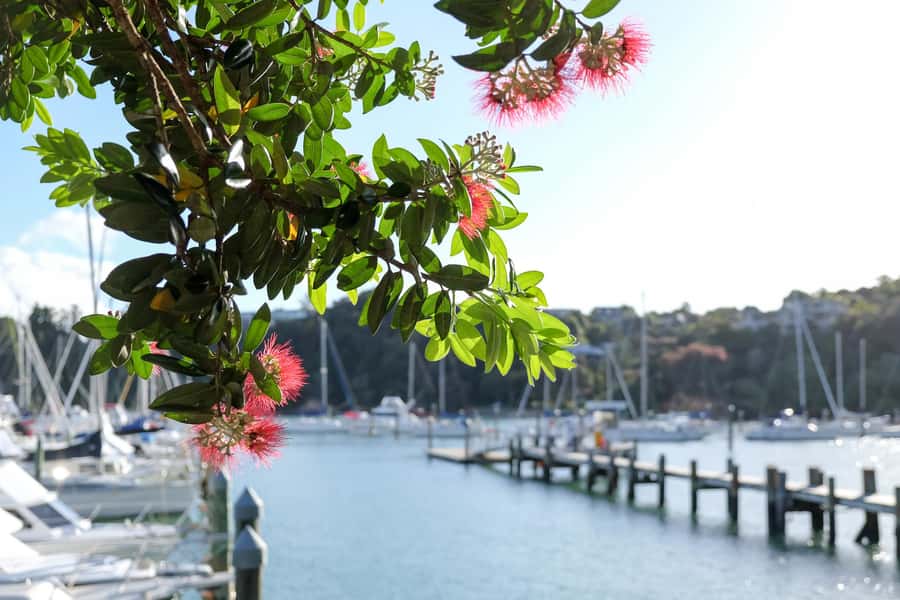 Bay of Islands: 1 Hour Scenic Bay of Islands Tour - Opua, where the tour begins with boats and harbor views