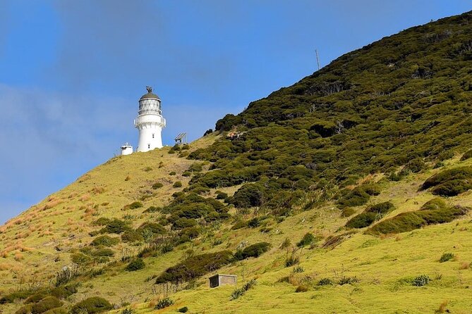 Bay of Islands Cruise & Island Tour - Snorkel, Hike,Swim,Wildlife - What the commentary adds