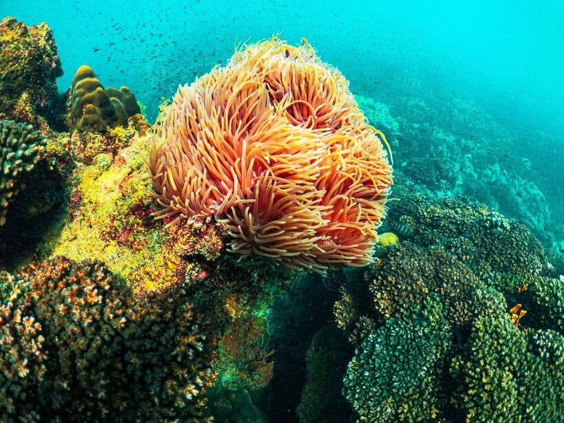 Best seller Phu Quoc Snorkeling Three Islands by Boat Tour - Gam Ghi is the main underwater stop