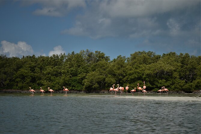 Boat Tour of Three Islands in Holbox with Transportation - Wildlife, conservation, and the guide’s role