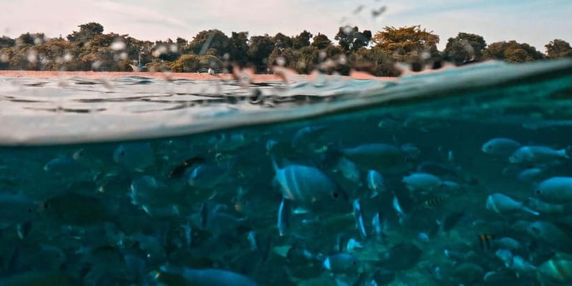 Bohol Dolphin Watching, Balicasag, and Virgin Island Tour - Key points to know before you book