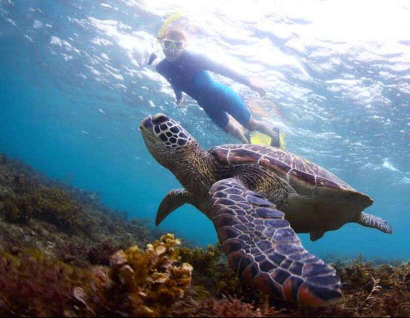 Bohol: Dolphin Watching & Sea Turtle Swim Island Tour - An early start along the Panglao coast