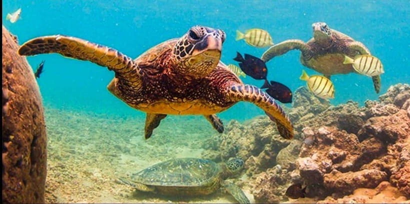 Bohol: Dolphin Watching & Sea Turtle Swim Island Tour - Swimming with sea turtles at Balicasag