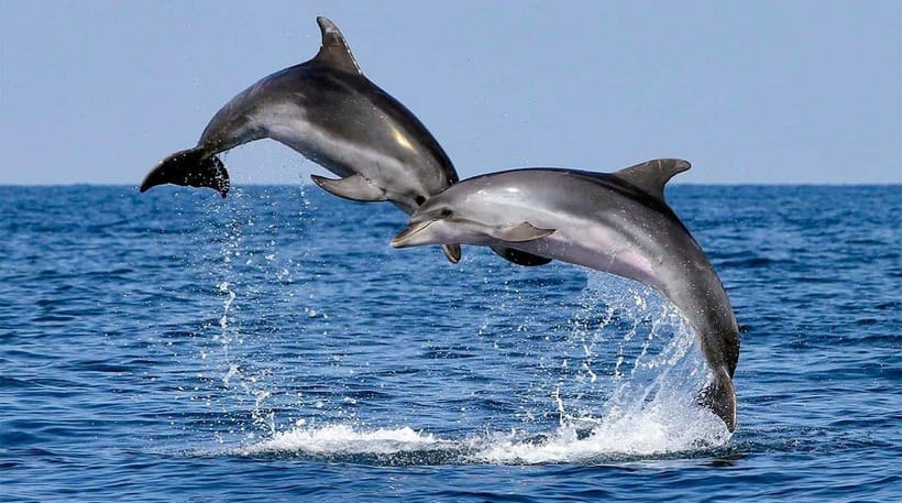 Bohol: Dolphin Watching & Sea Turtle Swim Island Tour - Guides, safety, and the feel of the trip