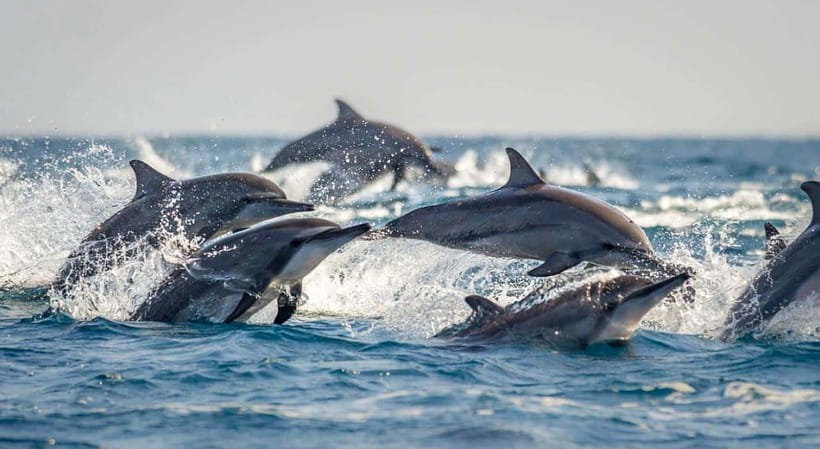 Bohol: Dolphin Watching & Sea Turtle Swim Island Tour - What the $49 price really covers