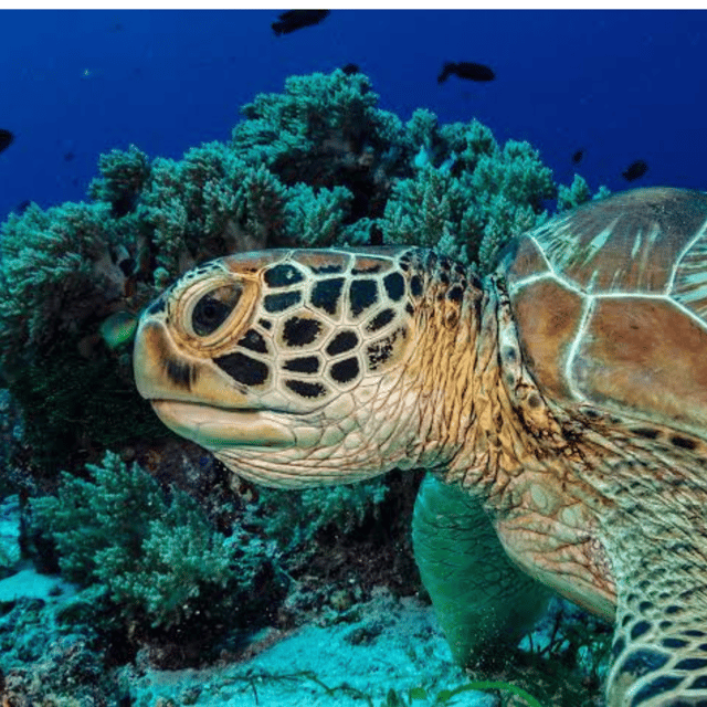 Bohol: Panglao Island Hopping Tour with Snorkeling (Private) - Is $90 per person a fair price?
