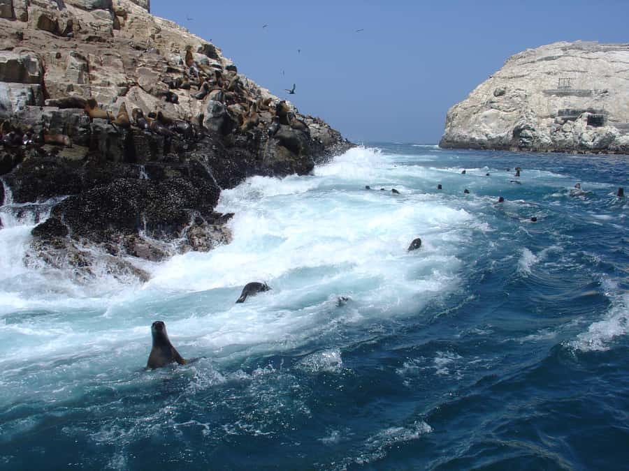 Callao: Swimming with Sea Lions Palomino Islands Boat Tour - Key points to know before booking