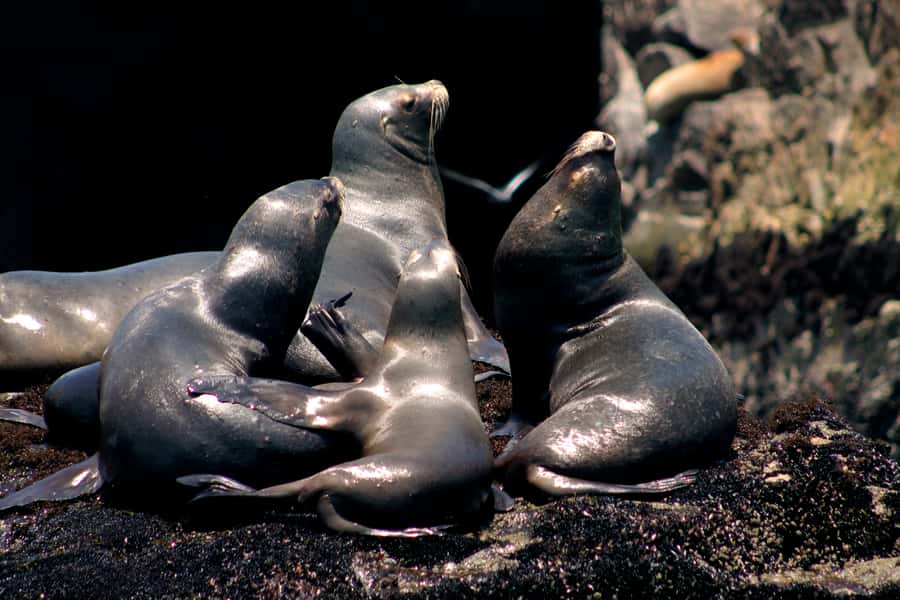 Callao: Swimming with Sea Lions Palomino Islands Boat Tour - Who should book this Callao boat trip?