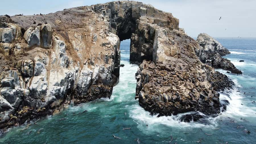 Callao: Swimming with Sea Lions Palomino Islands Boat Tour - Watching Humboldt penguins and seabirds