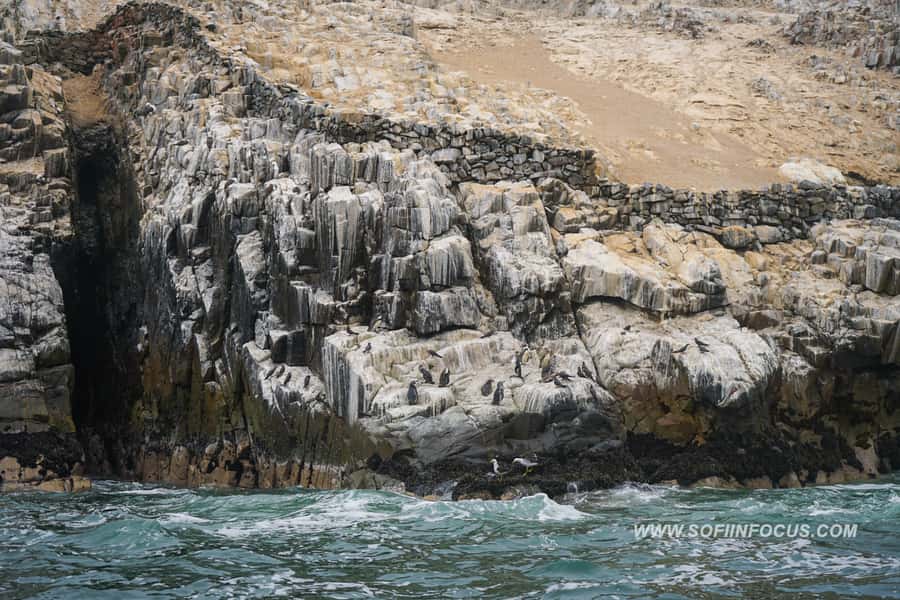 Callao: Swimming with Sea Lions Palomino Islands Boat Tour - The Palomino Island swim