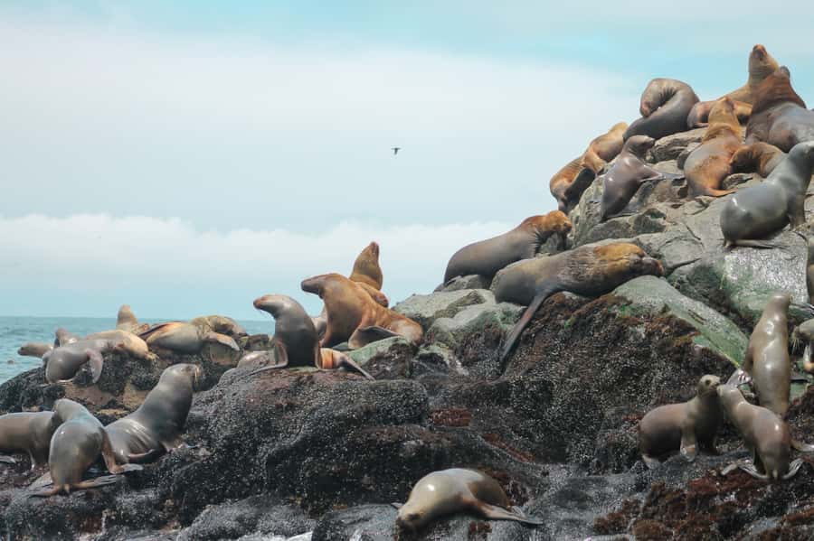 Callao: Swimming with Sea Lions Palomino Islands Boat Tour - Getting changed on a small boat