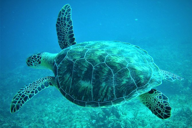 CAPTAIN ALAN'S 4hr -3 Islands-snorkeling-turtles-beach ADVENTURE - Why this four-hour route works