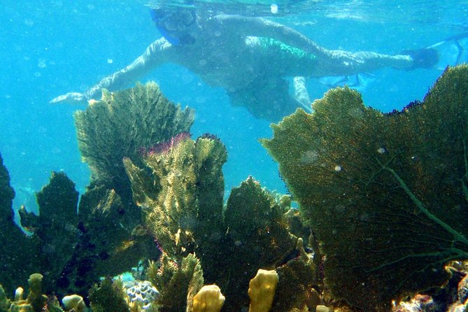 CAPTAIN ALAN'S 4hr -3 Islands-snorkeling-turtles-beach ADVENTURE - What is included for the $99 price