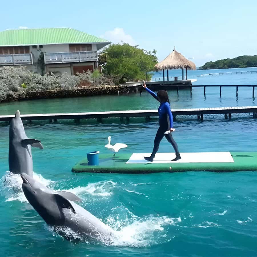 Cartagena: Visit 4 islands in a speedboat + plankton! - Who will get the most from this tour