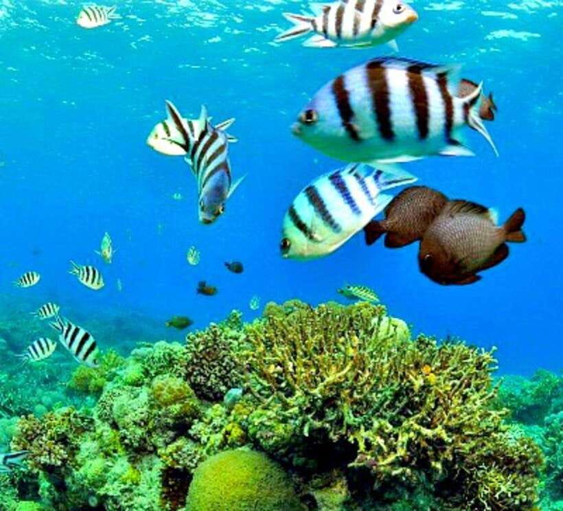 Cebu: Mactan Island Hopping Boat Tour with Lunch - Hilutungan Marine Sanctuary: the day’s main reef stop
