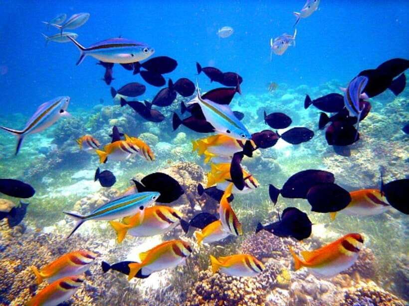 Cebu: Mactan Island Hopping Boat Tour with Lunch - Nalusuan Island: another swim, then lunch