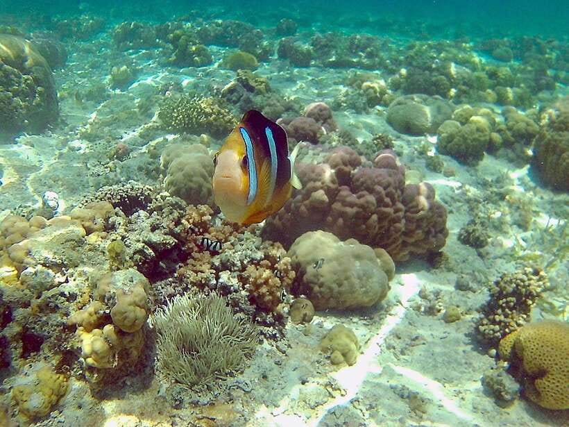 Cebu: Mactan Island Hopping Boat Tour with Lunch - Caohagan Island: your first beach break
