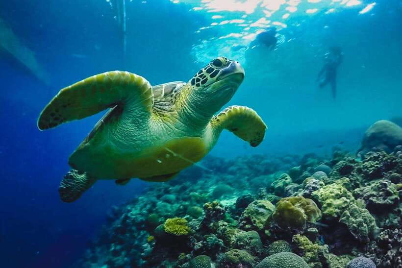Cebu: Moalboal Island Hopping and Mantayupan Falls Day Trip - Moalboal’s sardines and turtles in one morning