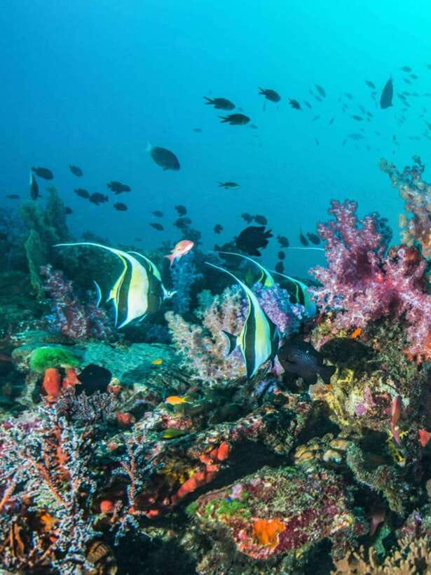 Cebu: Moalboal Island Hopping and Mantayupan Falls Day Trip - The sardine run is the most memorable water stop