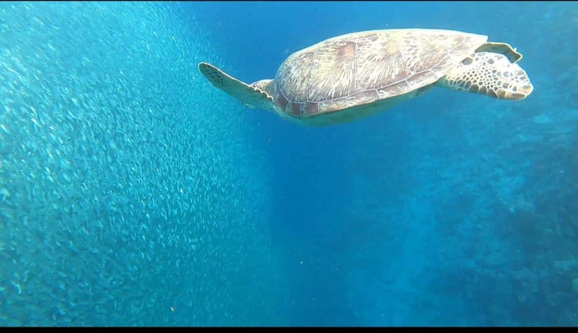 Cebu: Moalboal Island Hopping and Mantayupan Falls Day Trip - Private transport covers a wide part of Cebu