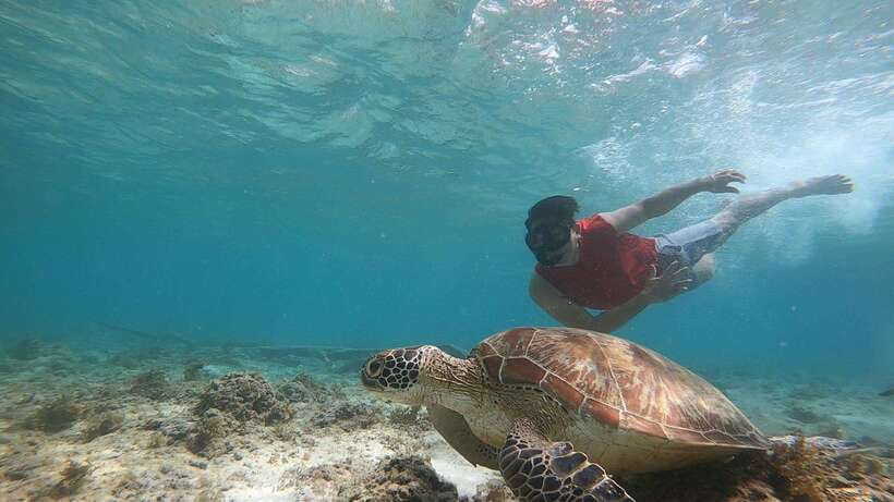 Cebu: Moalboal Island Hopping & Kawasan Falls Adventure - Why the sardine run is worth the trip to Moalboal