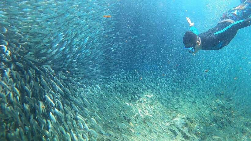 Cebu: Moalboal Island Hopping & Kawasan Falls Adventure - Turtle viewing requires restraint