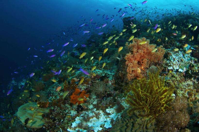 Cebu: Moalboal Island Hopping & Kawasan Falls Adventure - What the $126 price includes